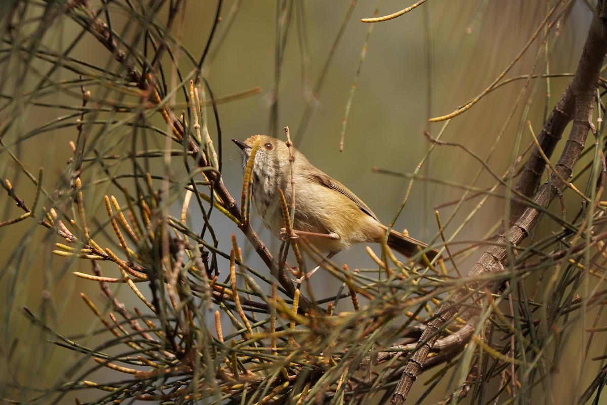 Brown Thornbill - ML638703490