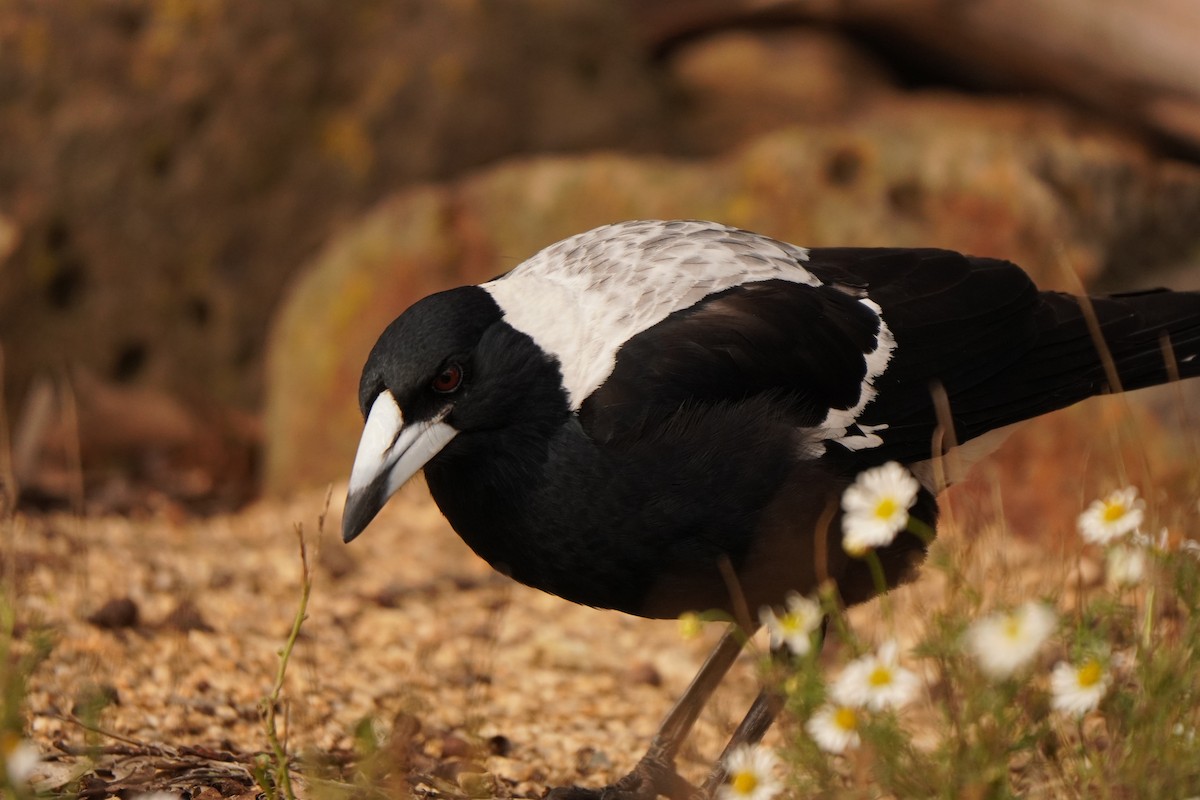 Australian Magpie - ML638703493