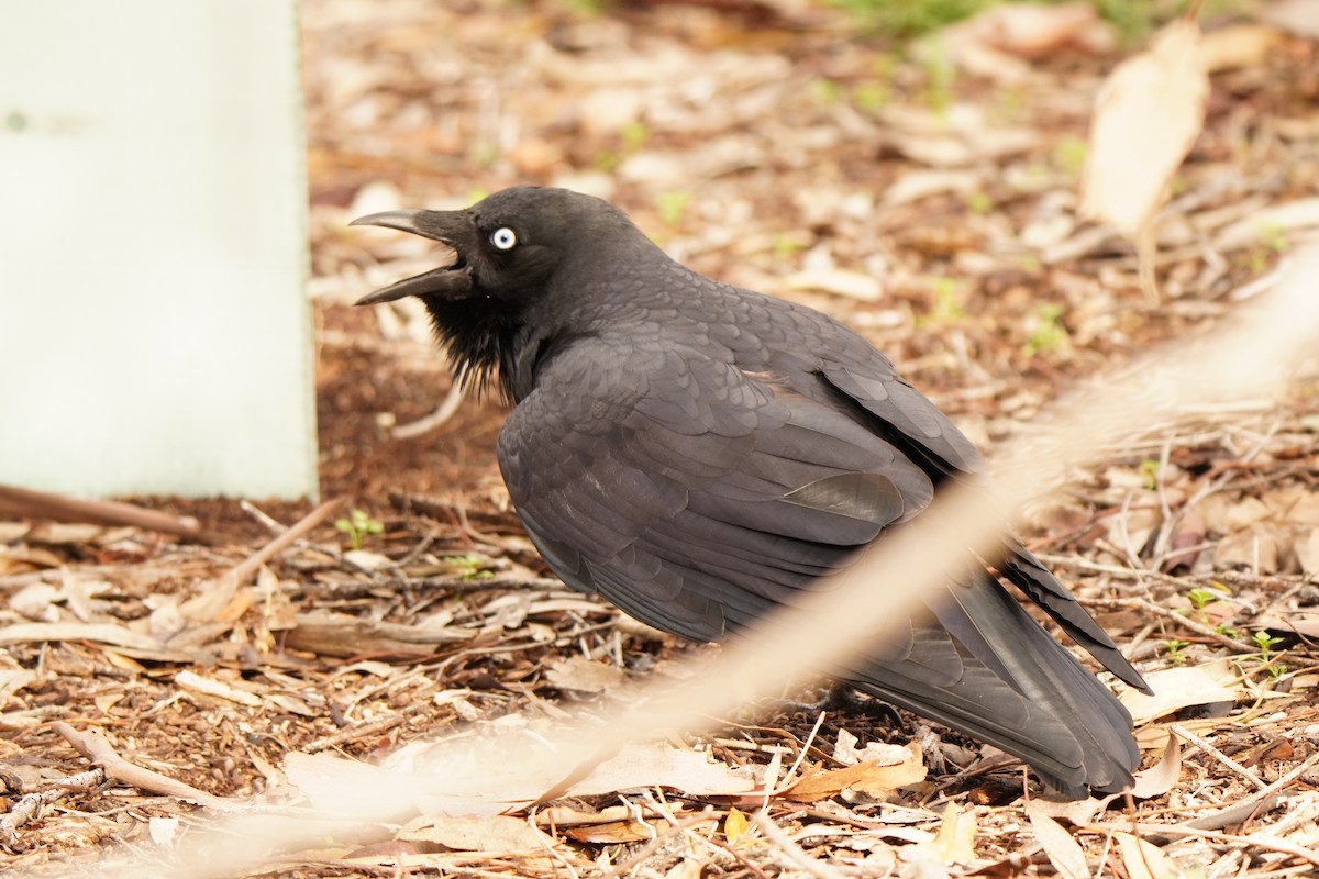 Little Raven - ML638703494