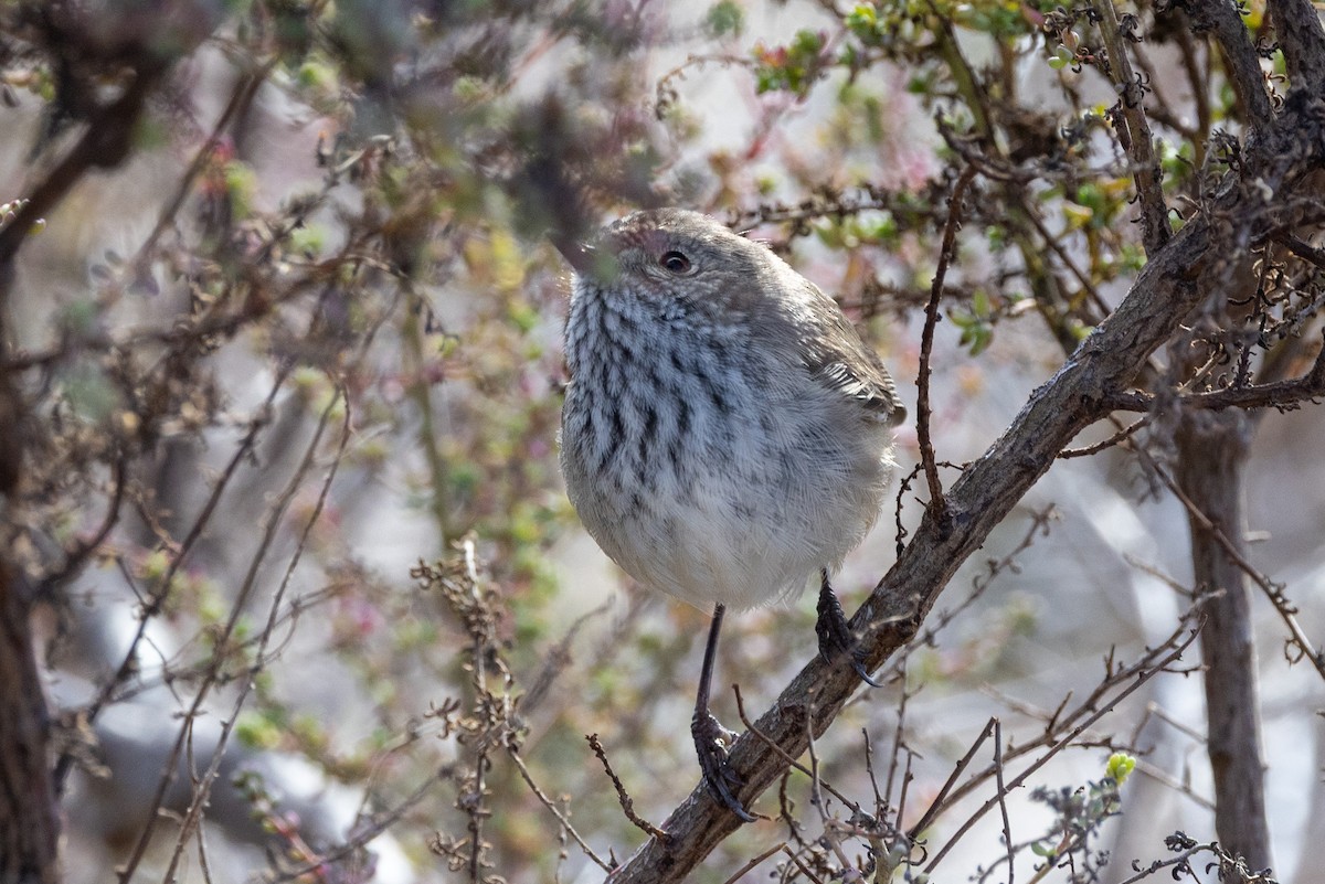 Inland Thornbill - ML638703501