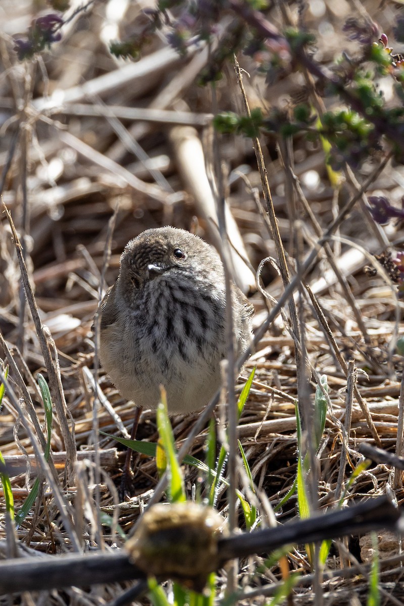 Inland Thornbill - ML638703502