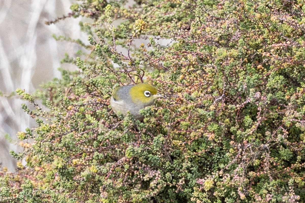 Silvereye - ML638703525