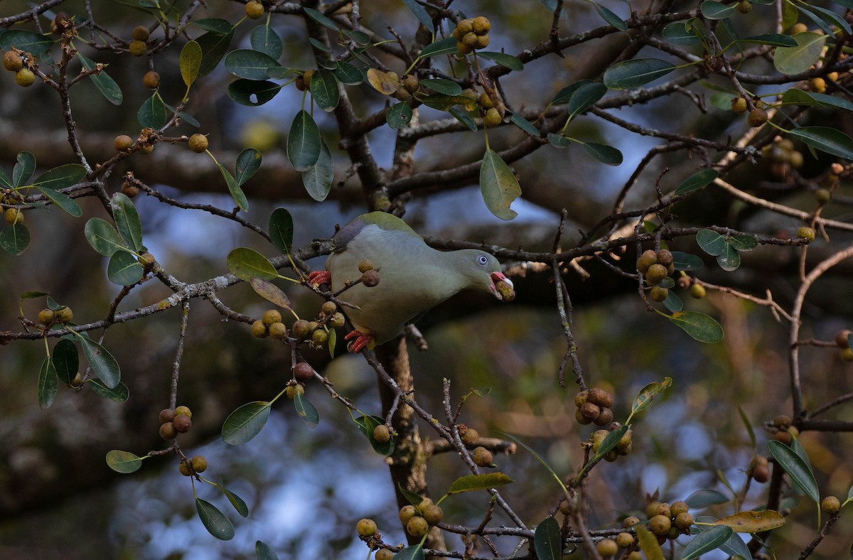 African Green-Pigeon - ML638703530