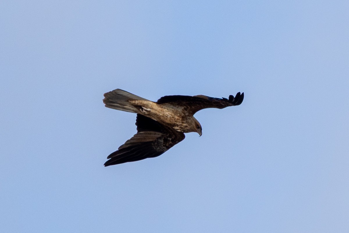 Whistling Kite - ML638703537