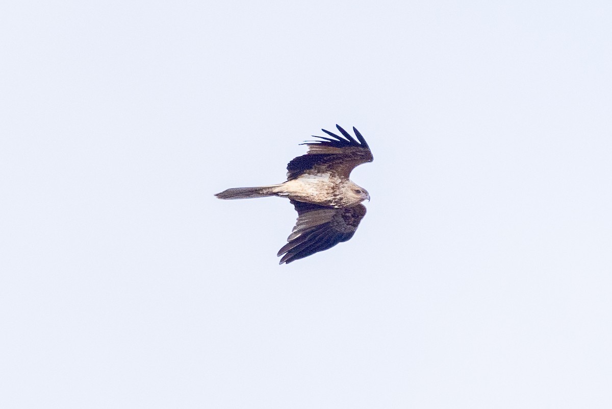 Whistling Kite - ML638703538