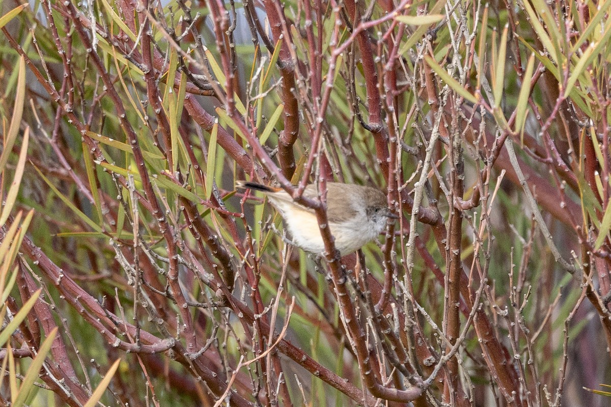 Chestnut-rumped Thornbill - ML638703541