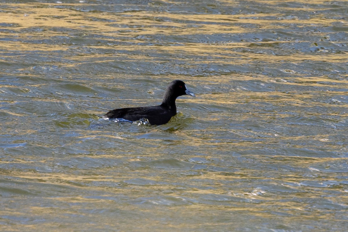 Eurasian Coot - ML638703543