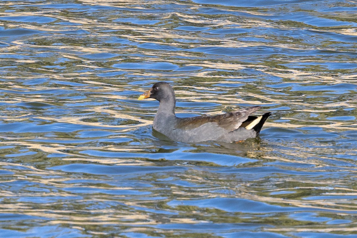 Dusky Moorhen - ML638703549