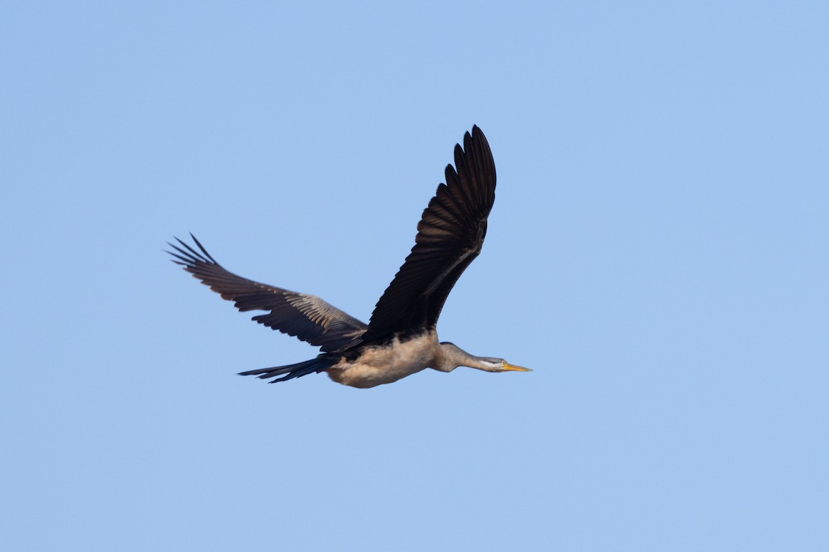 Australasian Darter - ML638703551