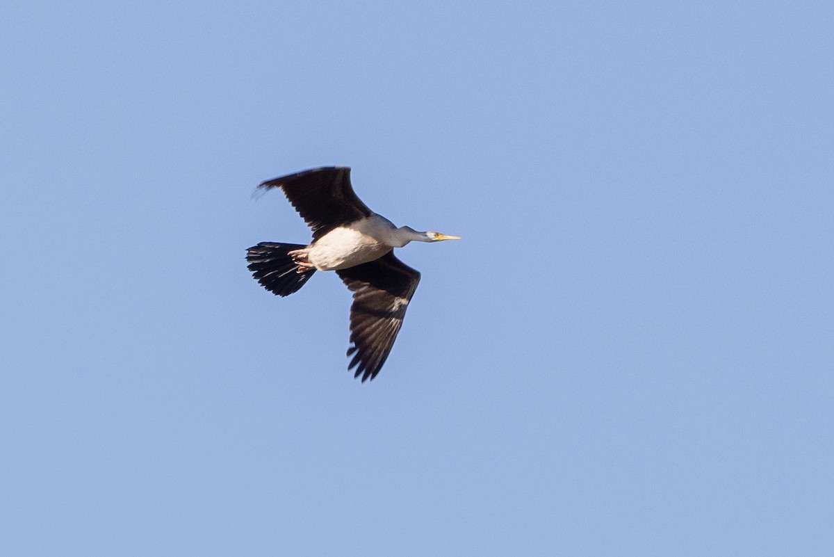 Australasian Darter - ML638703564