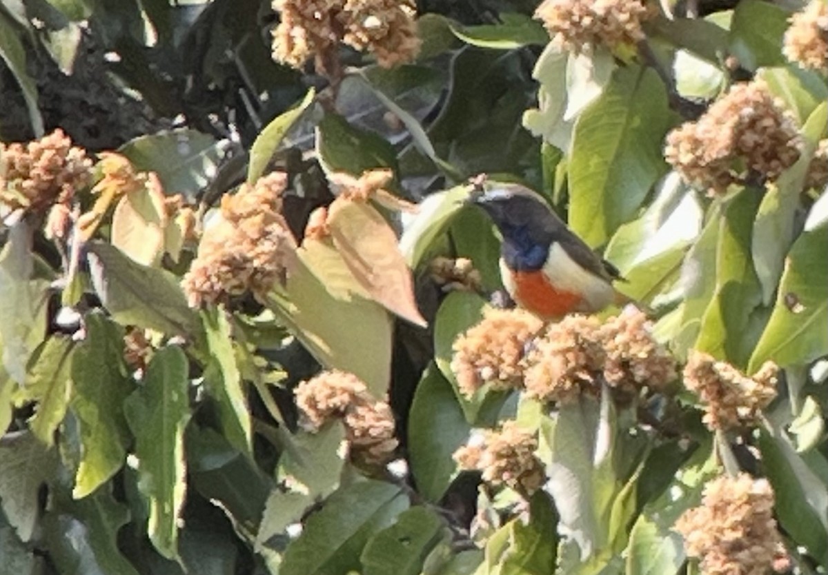 Anchieta's Sunbird - ML638703567