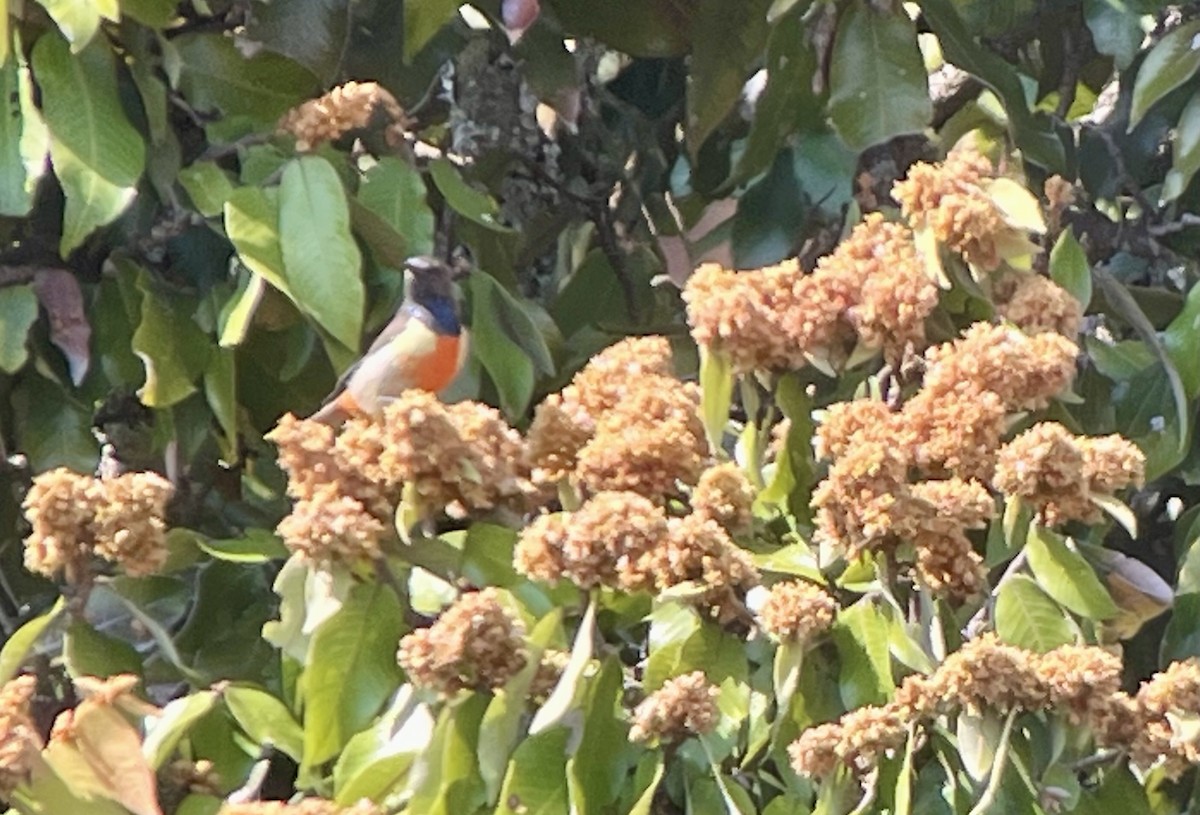 Anchieta's Sunbird - ML638703568