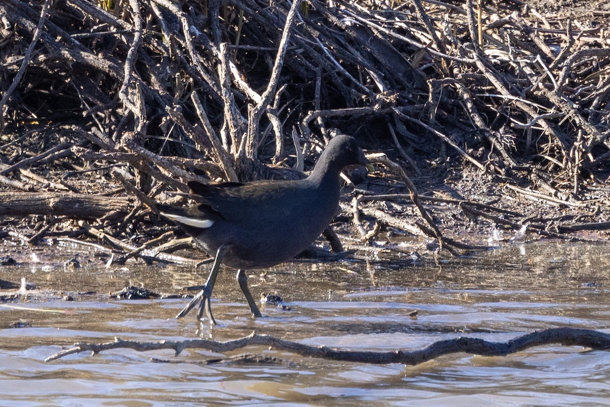 Dusky Moorhen - ML638703570