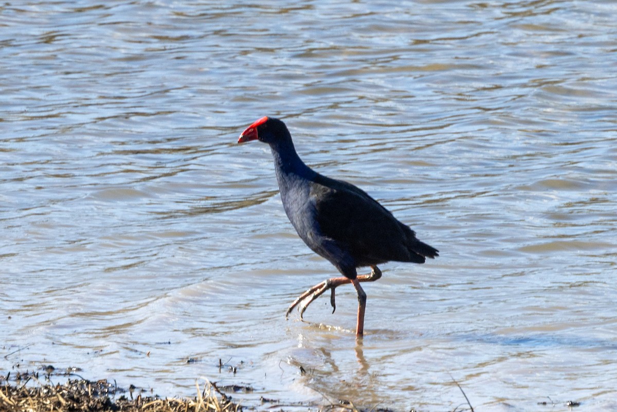 Australasian Swamphen - ML638703574