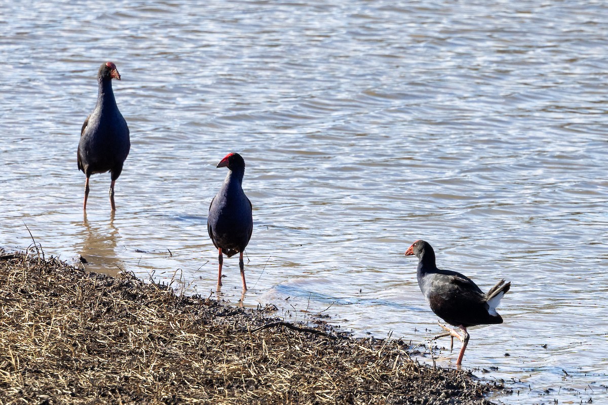 Australasian Swamphen - ML638703575