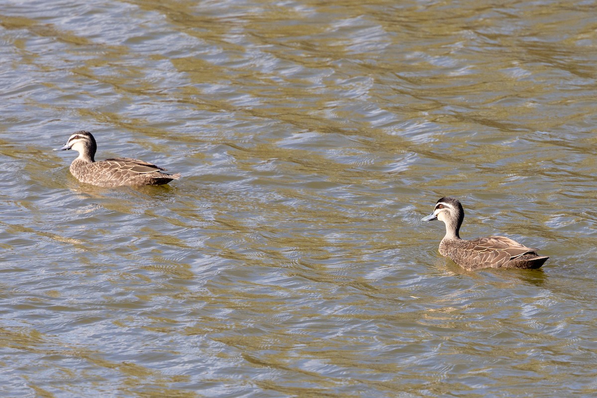 Pacific Black Duck - ML638703584