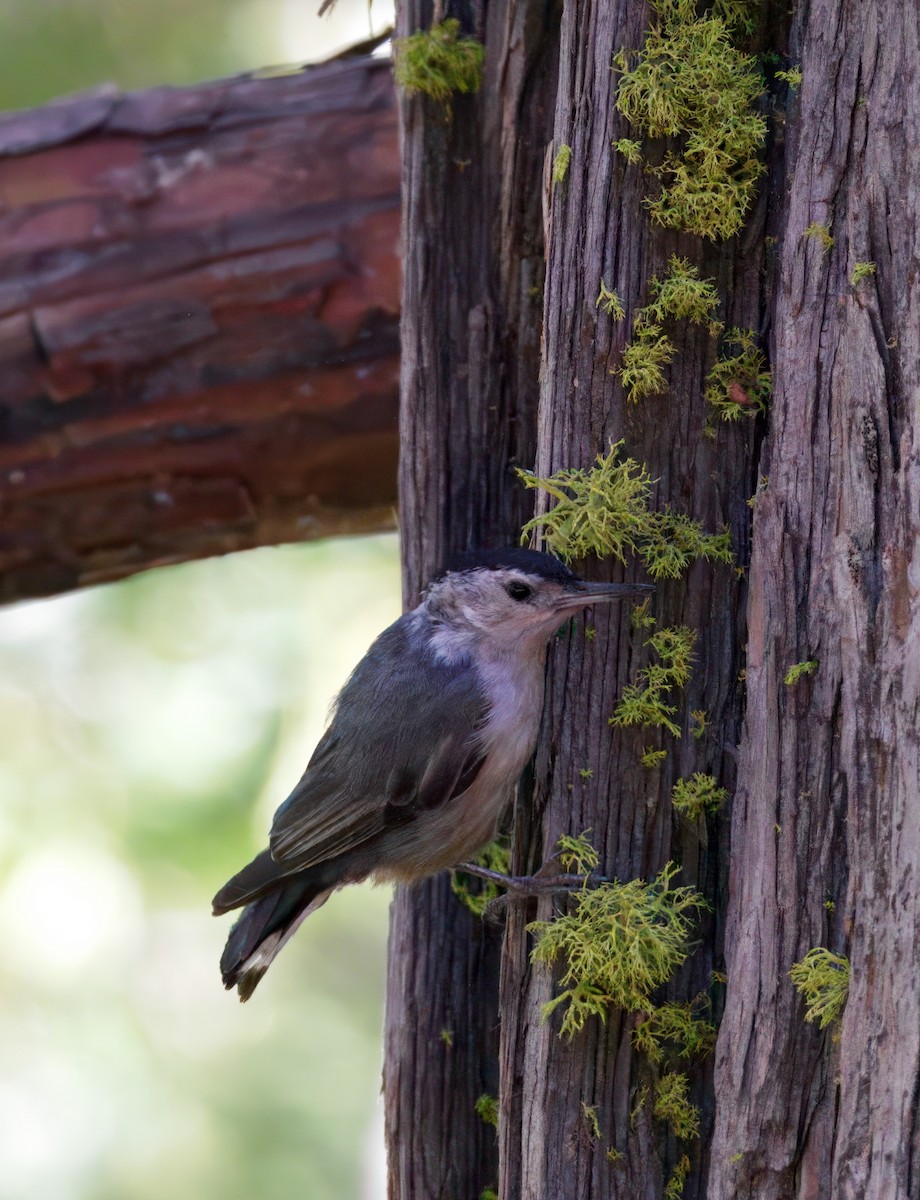White-breasted Nuthatch - ML638703592