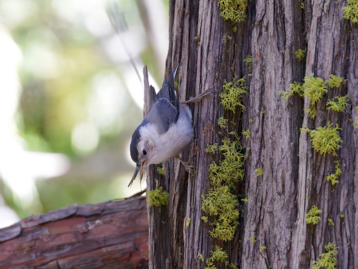 White-breasted Nuthatch - ML638703593