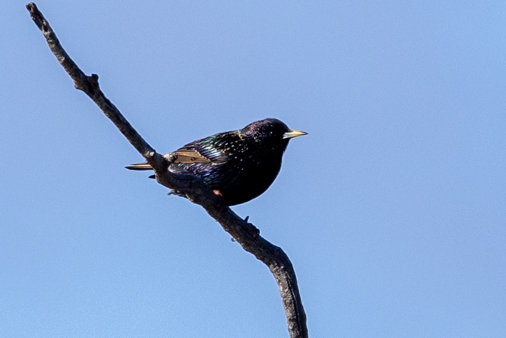European Starling - ML638703594