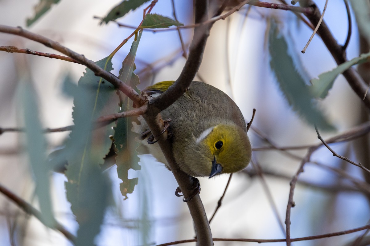 White-plumed Honeyeater - ML638703608