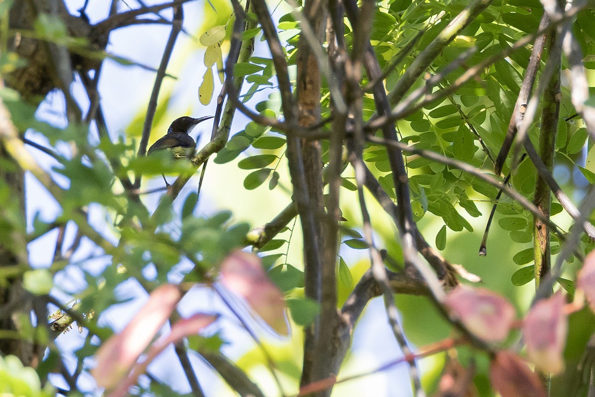 Gray-throated Sunbird - ML638703609