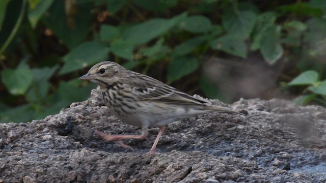 Pipit des arbres - ML638703632