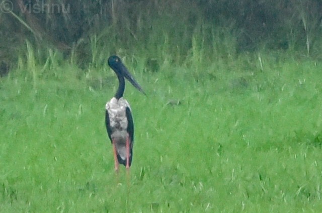 Black-necked Stork - ML638703635