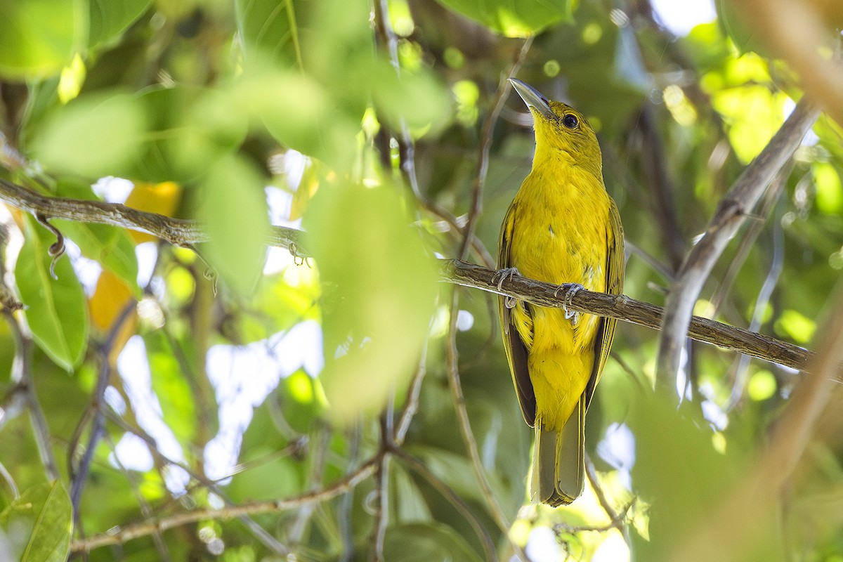 Isabela Oriole - ML638703636