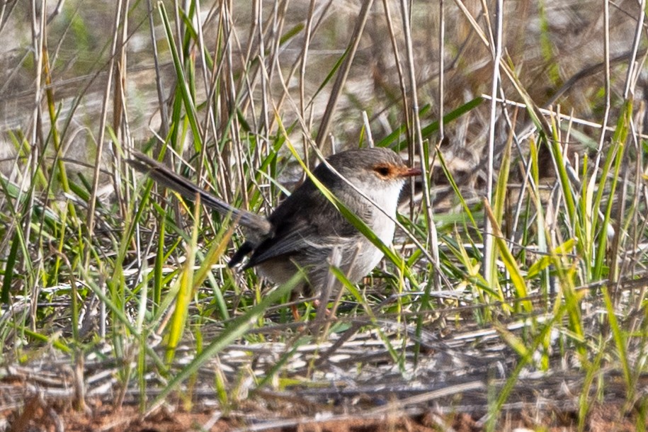 Superb Fairywren - ML638703643