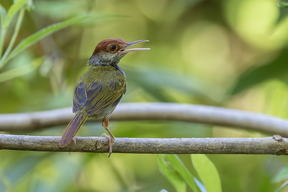 Green-backed Tailorbird - ML638703665