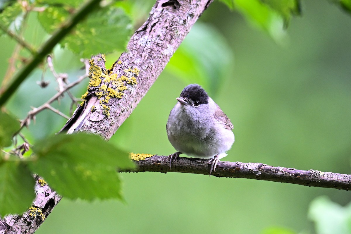 Eurasian Blackcap - ML638703682