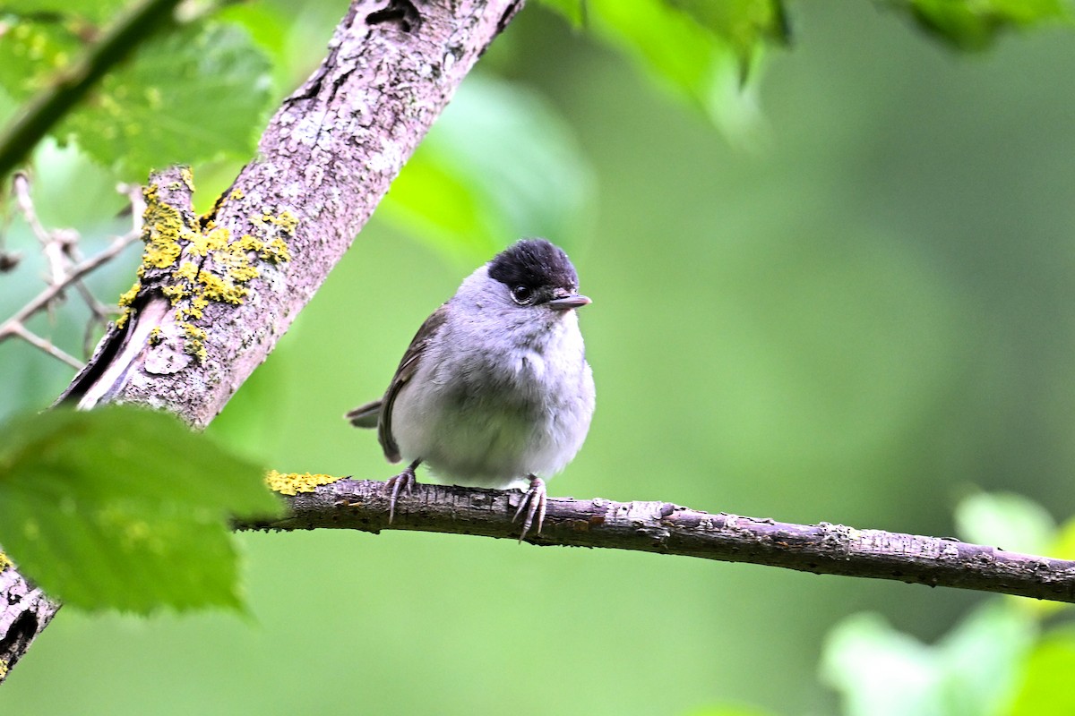 Eurasian Blackcap - ML638703683