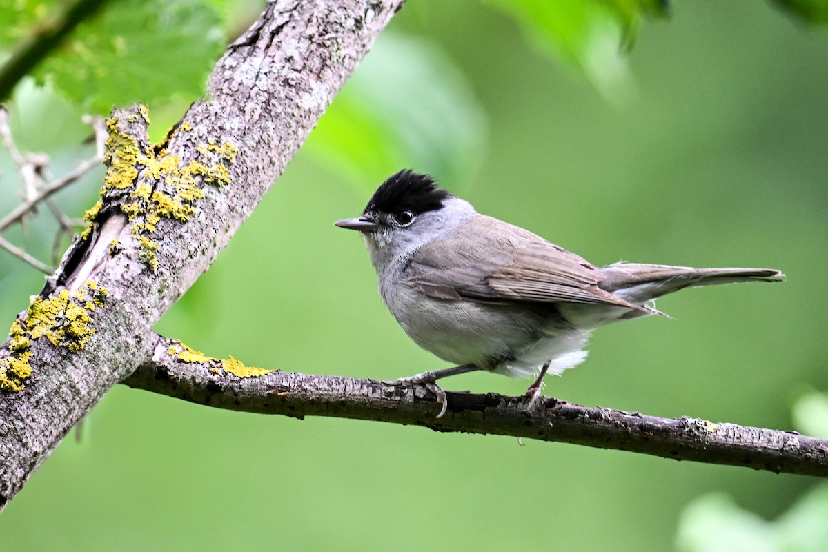 Eurasian Blackcap - ML638703686