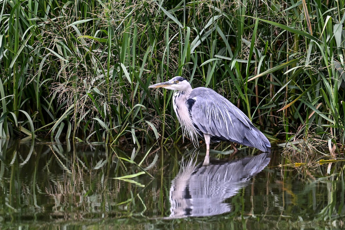 Gray Heron - ML638703688