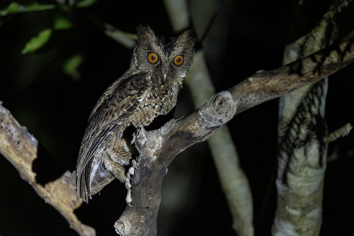 Philippine Scops-Owl - ML638703694