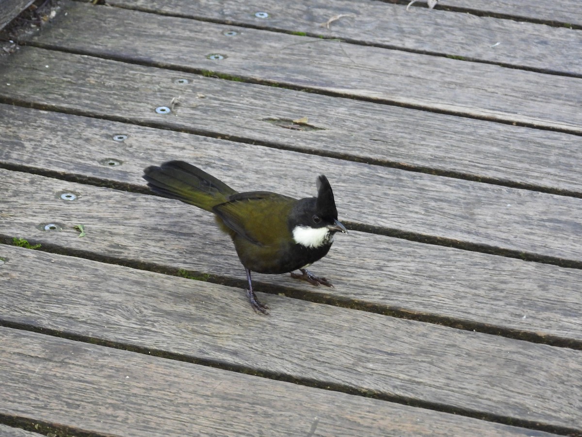 Eastern Whipbird - ML638703699