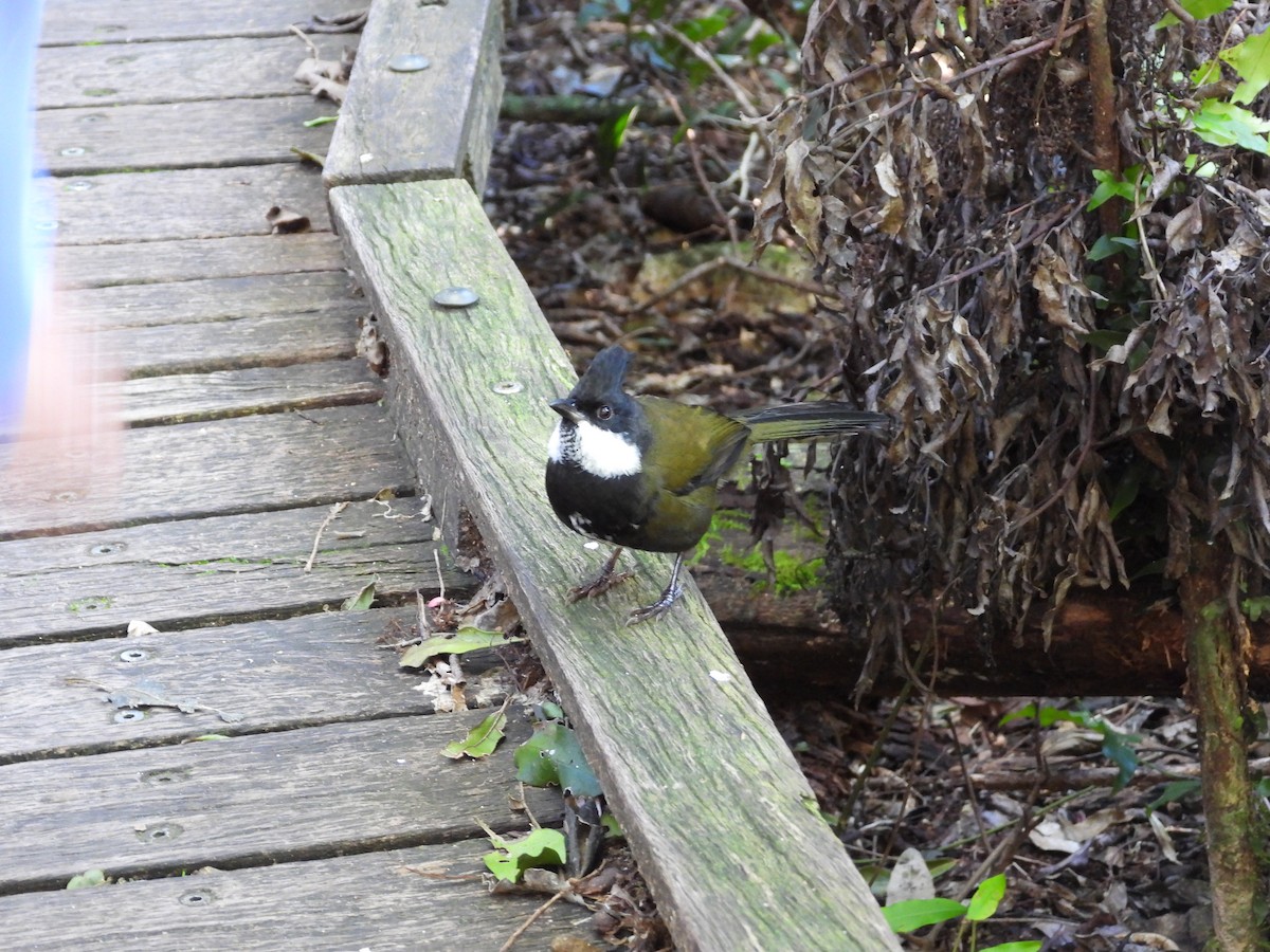 Eastern Whipbird - ML638703702