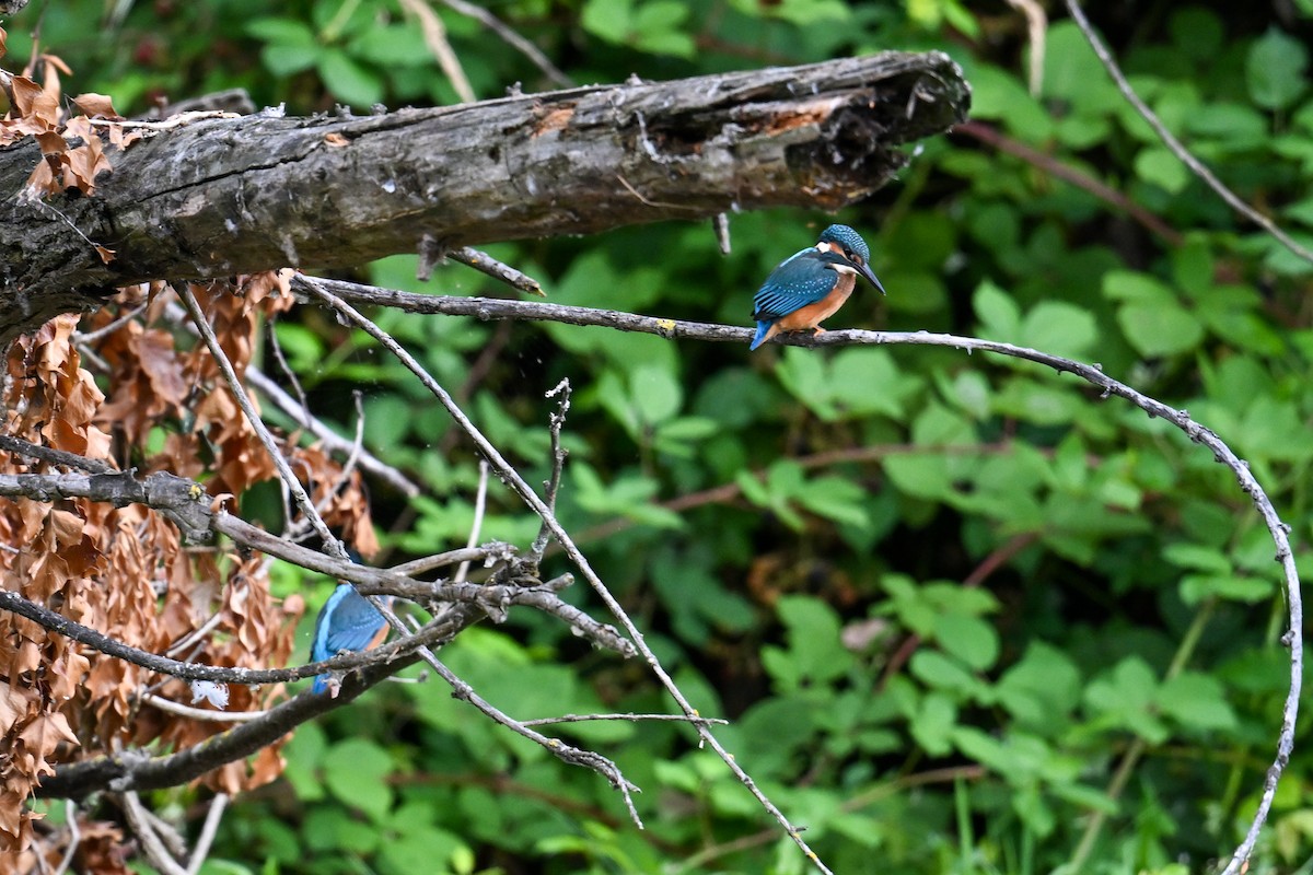 Common Kingfisher - ML638703712
