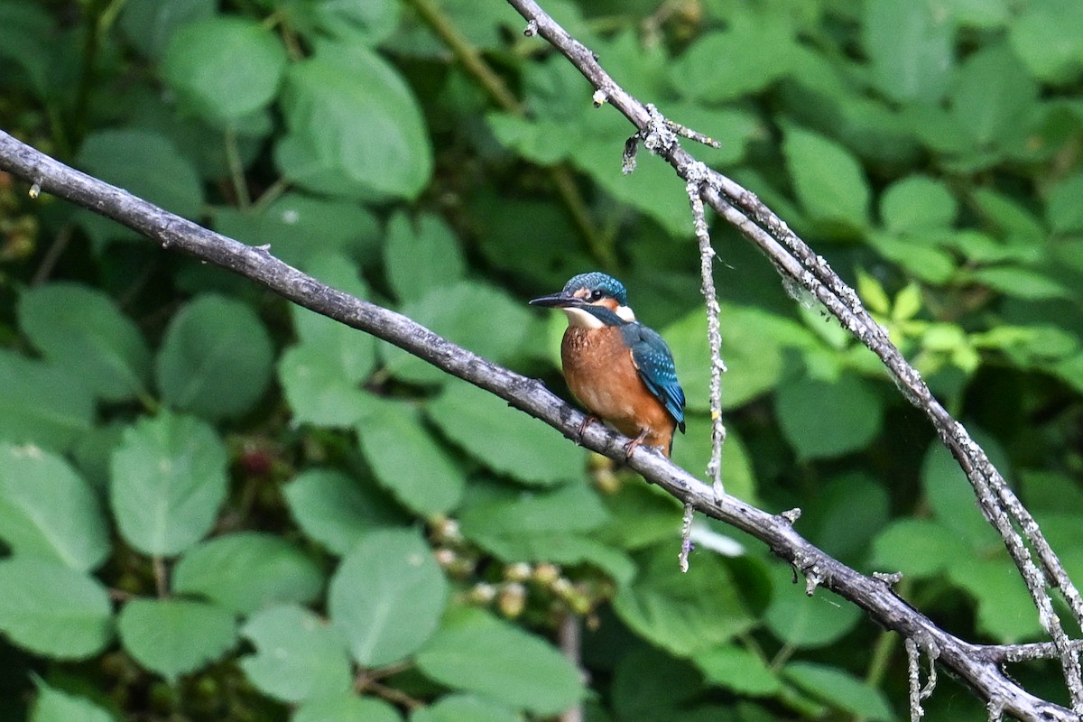 Common Kingfisher - ML638703714