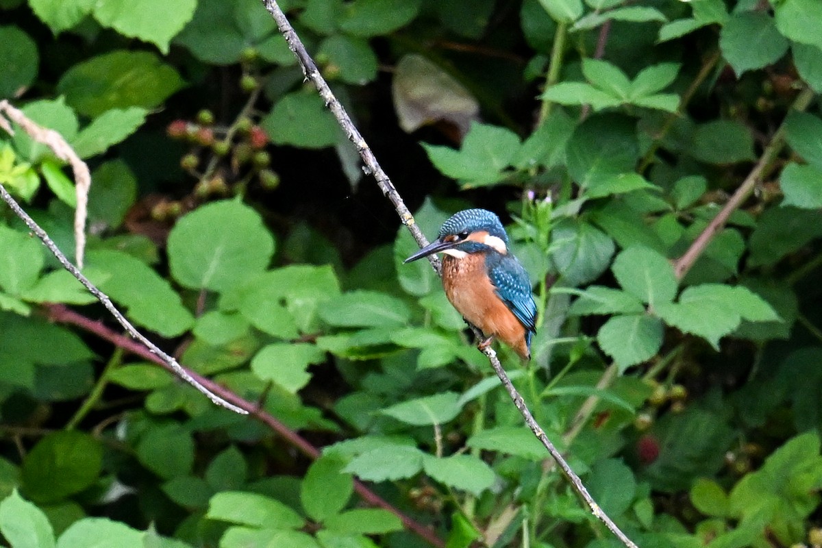 Common Kingfisher - ML638703717