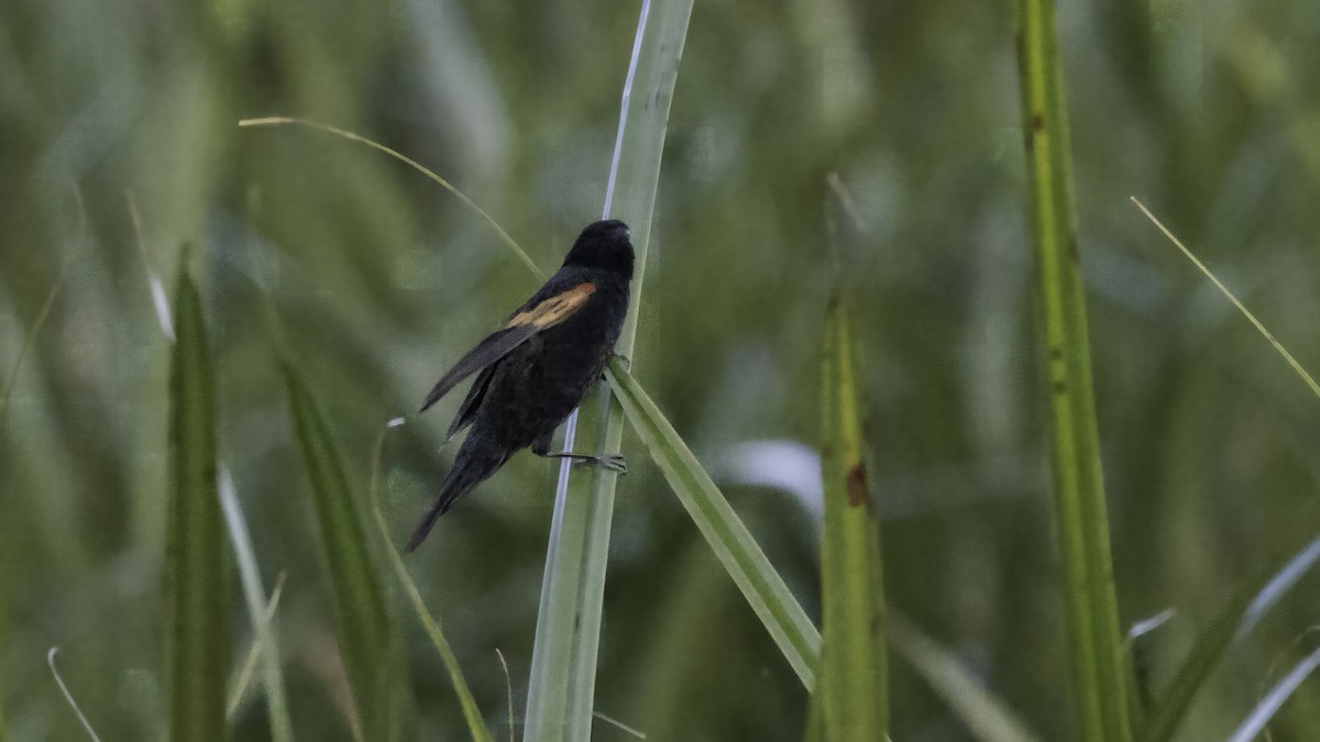 Fan-tailed Widowbird - ML638703718