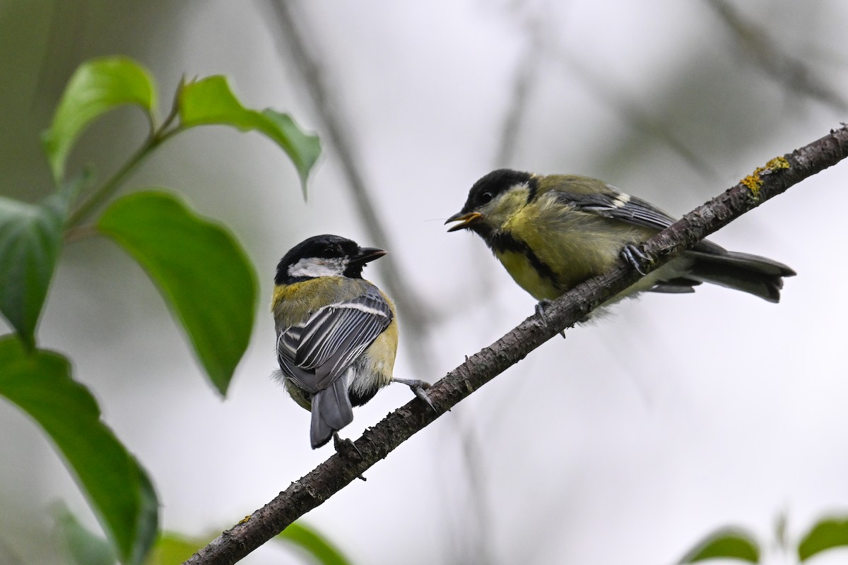 Great Tit - ML638703722