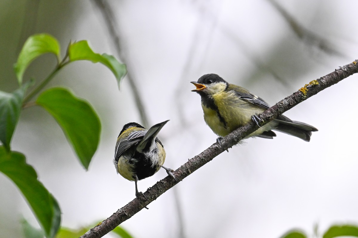 Great Tit - ML638703723