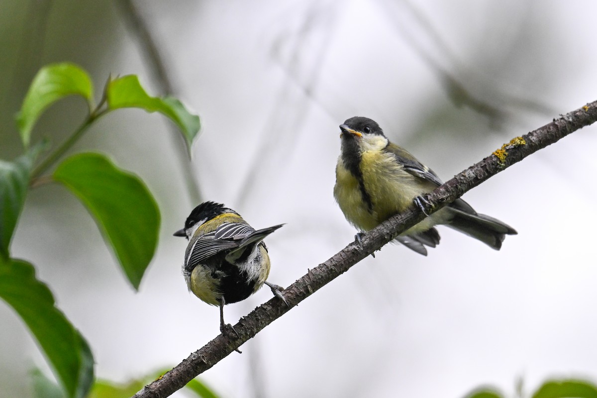Great Tit - ML638703724
