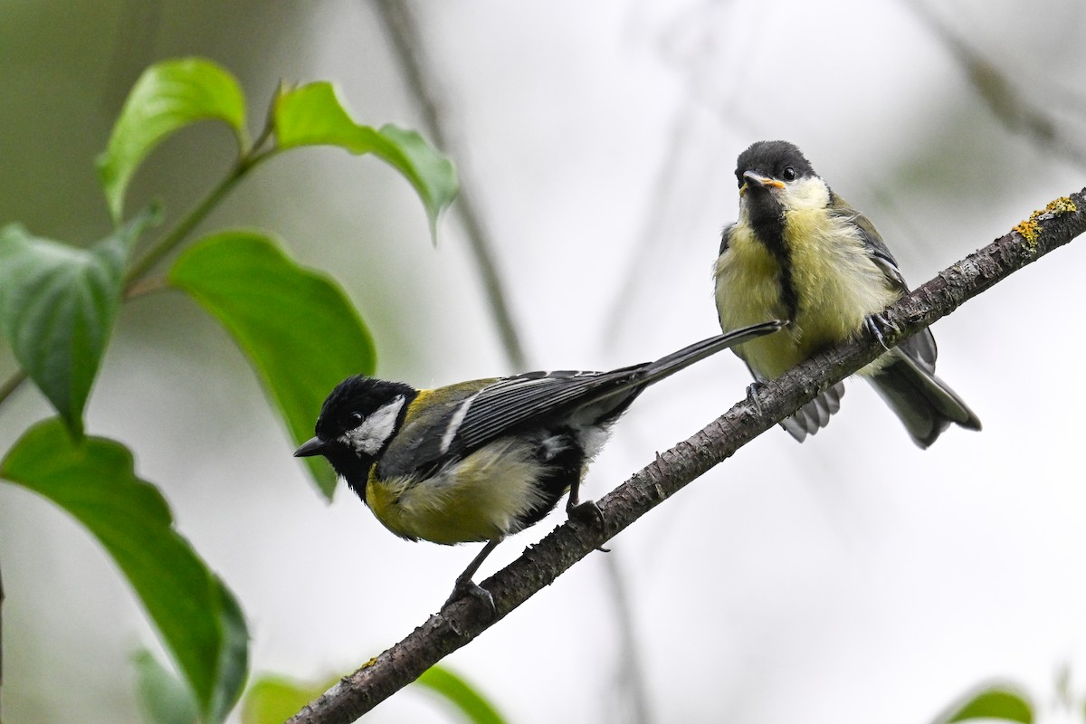 Great Tit - ML638703727