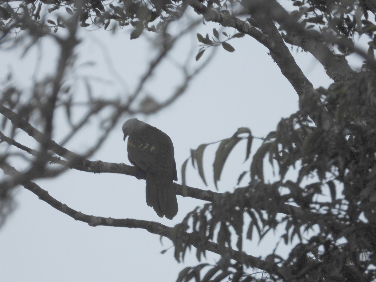 Wompoo Fruit-Dove - ML638703737