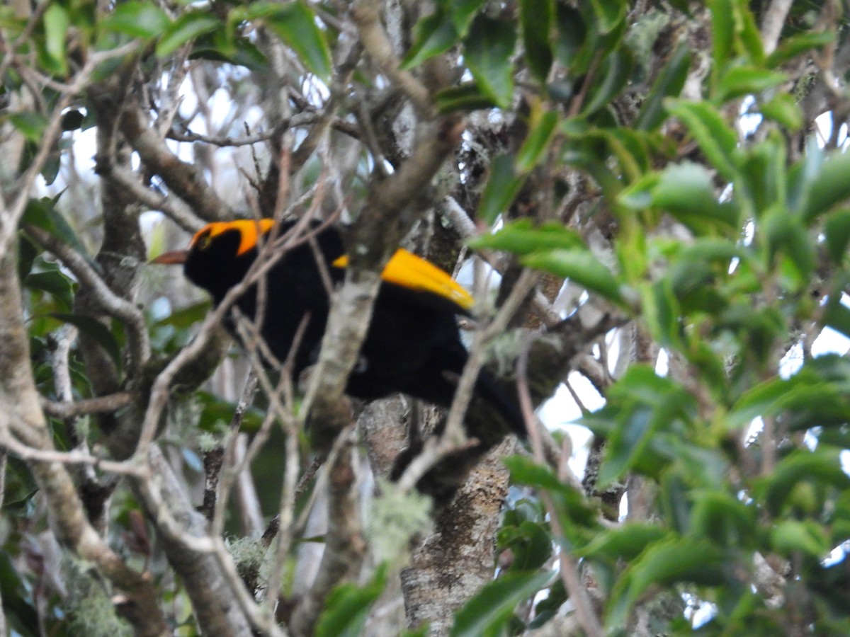 Regent Bowerbird - ML638703752