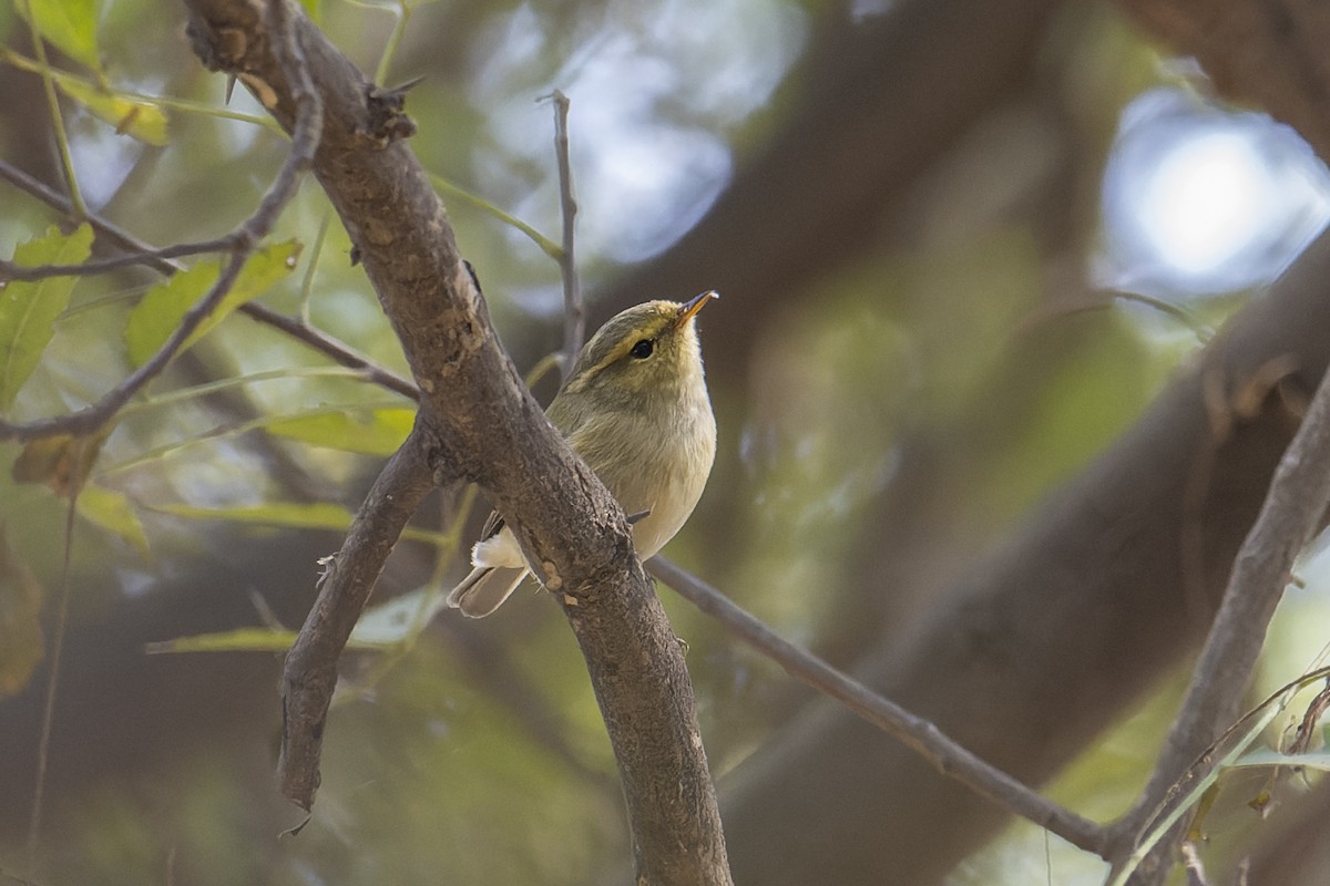 Brooks's Leaf Warbler - ML638703753