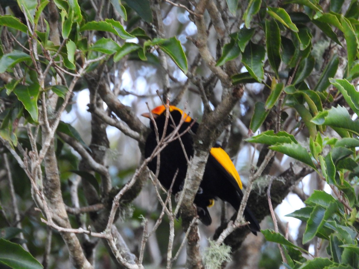 Regent Bowerbird - ML638703754