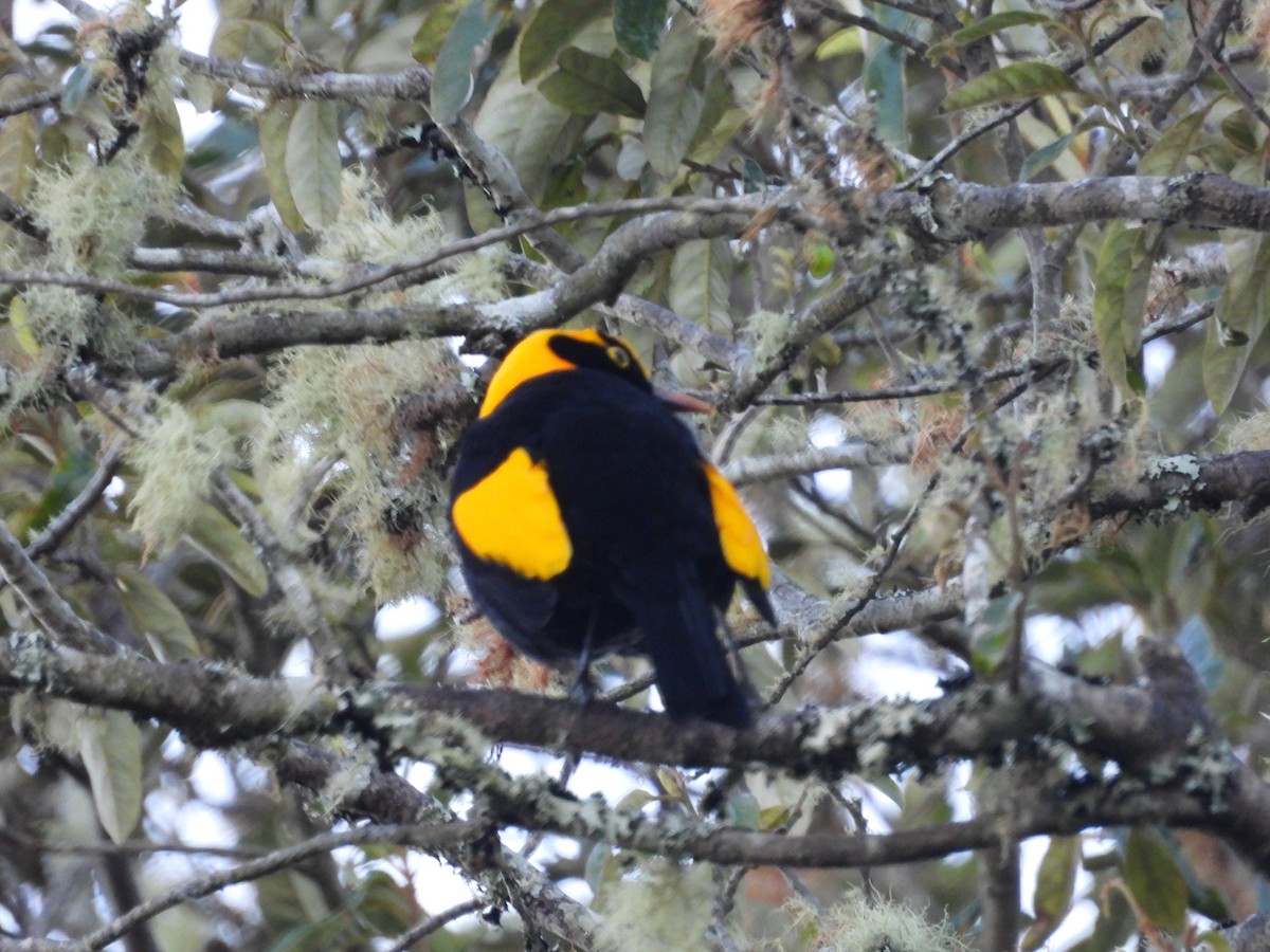 Regent Bowerbird - ML638703757